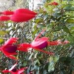 Fuchsia magellanica Květ