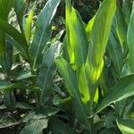 Hedychium coronariumBlad