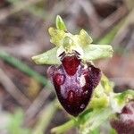 Ophrys provincialis Çiçek