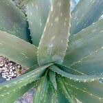 Aloe maculata Folha
