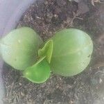 Peperomia obtusifolia Leaf
