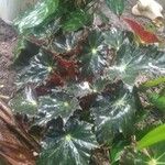 Begonia heracleifolia 叶