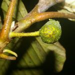 Coussapoa villosa Frukt