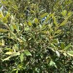 Quercus ilex Blad