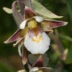 Epipactis palustris Flor