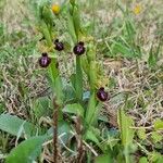 Ophrys passionis 形態