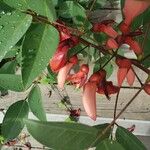 Erythrina crista-galli Fruct