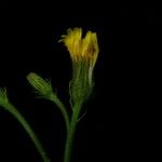 Hieracium diaphanoides 花