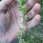 Triodanis perfoliata Blatt