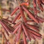 Indigofera arrecta Fruto