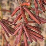 Indigofera arrecta Fruit