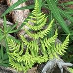 Gymnocarpium robertianum Hábito