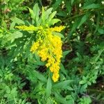 Solidago canadensisVirág