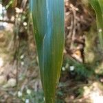 Cordyline mauritiana Φύλλο