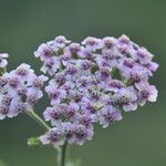 Achillea × roseoalbaBlomst