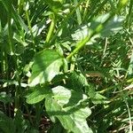 Barbarea vulgaris Leaf