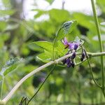 Solanum dulcamara Hostoa