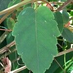 Passiflora miniata Leaf