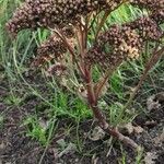 Aeonium lancerottense Хабит