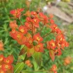 Euphorbia griffithii Flor