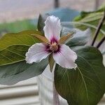 Trillium undulatum Цветок