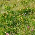 Astragalus frigidus অভ্যাস