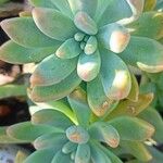 Sedum pachyphyllum 葉