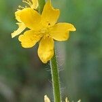 Agrimonia eupatoria ᱵᱟᱦᱟ