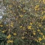 Forsythia suspensa Habitus