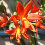 Guarianthe aurantiaca Blüte