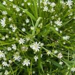 Stellaria gramineaFlower