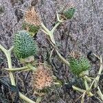 Datura stramonium Natur