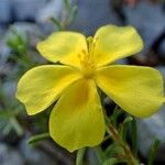 Fumana procumbens Çiçek
