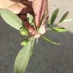 Santalum album Fruit