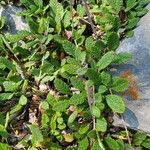Dryas drummondii Leaf