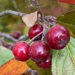 Aronia arbutifolia Fruit