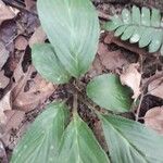 Tacca integrifolia List