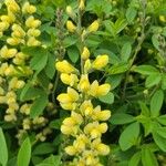 Baptisia sphaerocarpa Virág