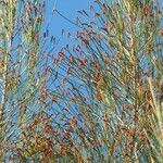 Casuarina glauca Kvet