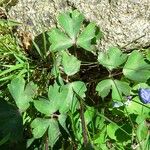 Aquilegia pyrenaica Blatt