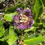 Passiflora laurifolia Blüte