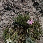 Houstonia rubra Habit