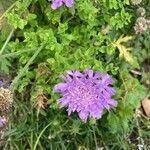 Scabiosa lucidaFloare