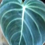 Philodendron melanochrysum Fuelha