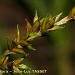 Carex elongata Fruitua