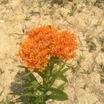 Asclepias tuberosaЦвят