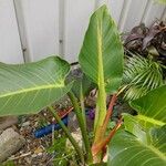 Philodendron melinonii Liść
