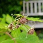 Rubus idaeus Плод