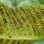 Thelypteris reticulata Fruit