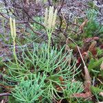 Lycopodium × zeilleri Elinympäristö